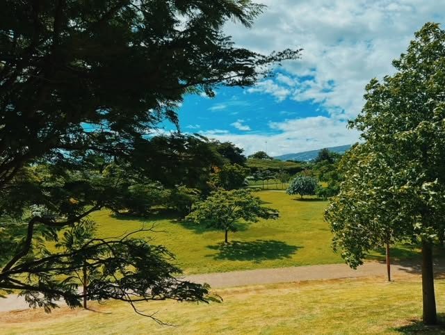 Pelouse et arbres d'un parc